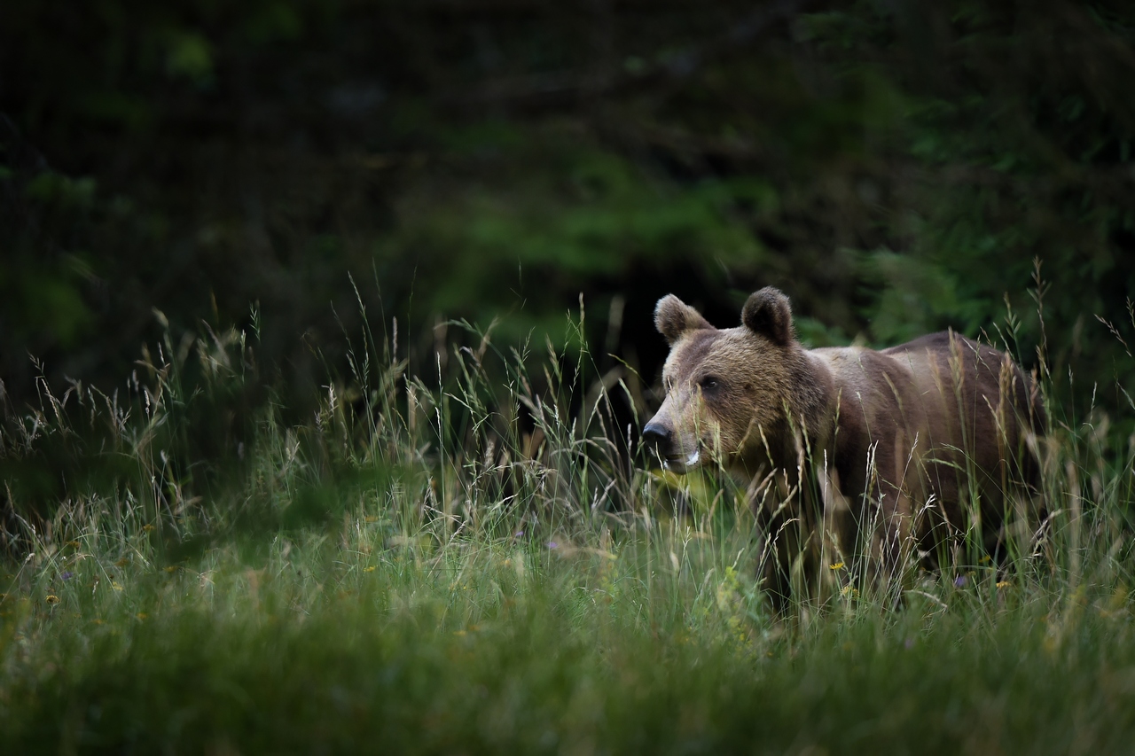 Bear on a meadow
