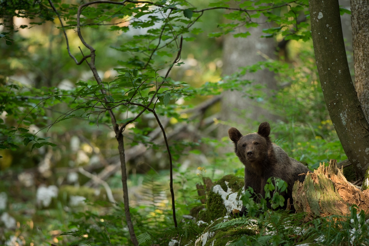 Bear posing