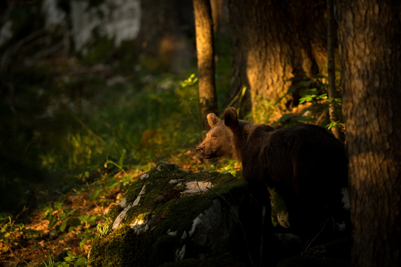 Bear on evening light