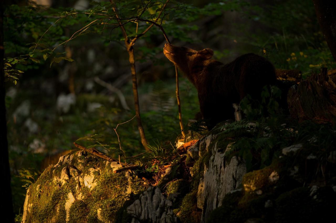 Bear on evening light