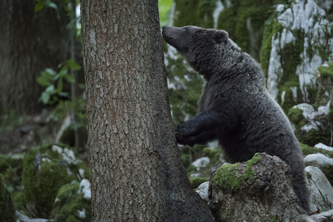 Bear smelling
