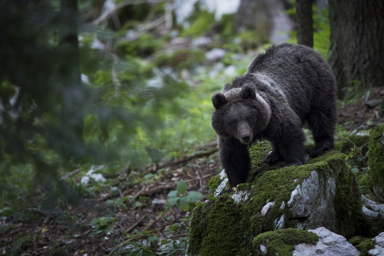 Bear looking to photographer