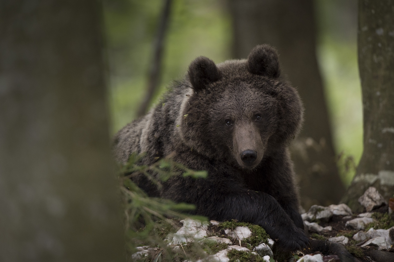 Eye to eye with a bear