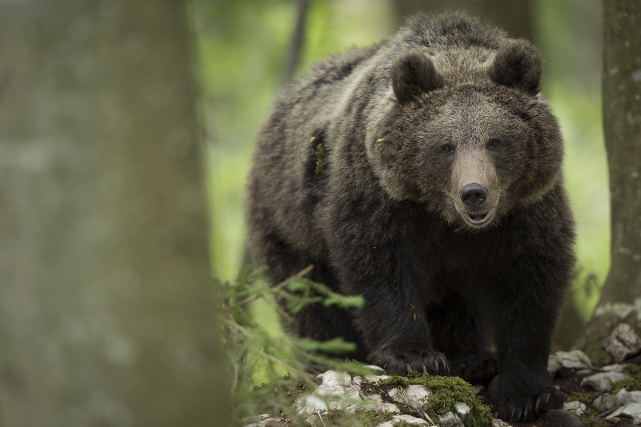 Eye to eye with a bear