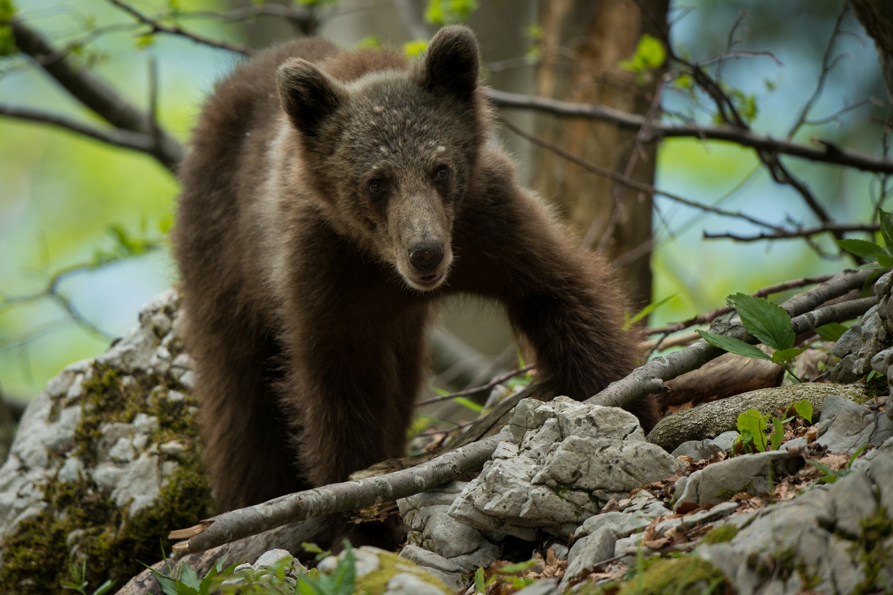 Eye to eye with a bear