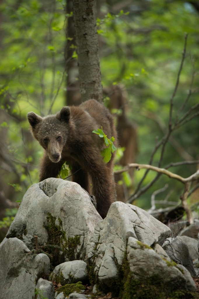 Young bear on rock.