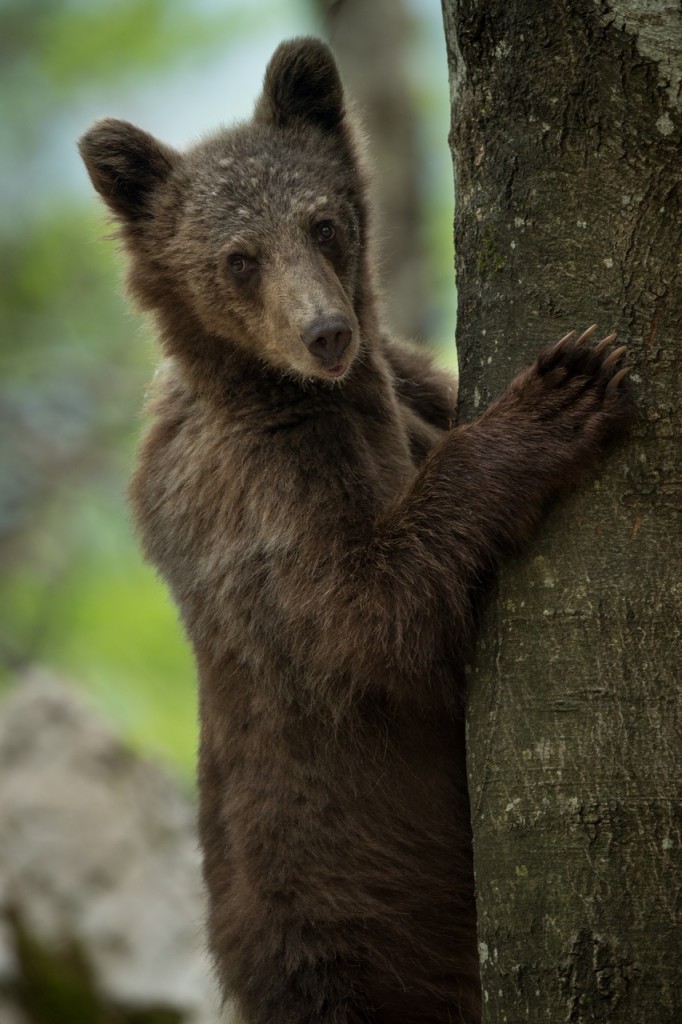 Brown bear climbing on a tree
