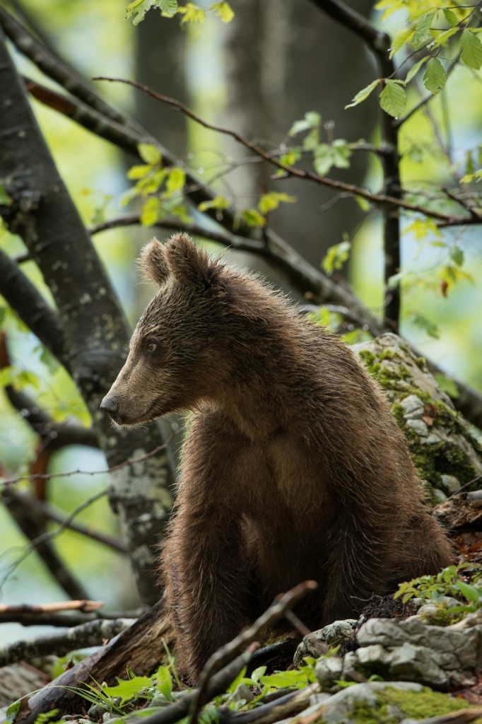 Bear posing