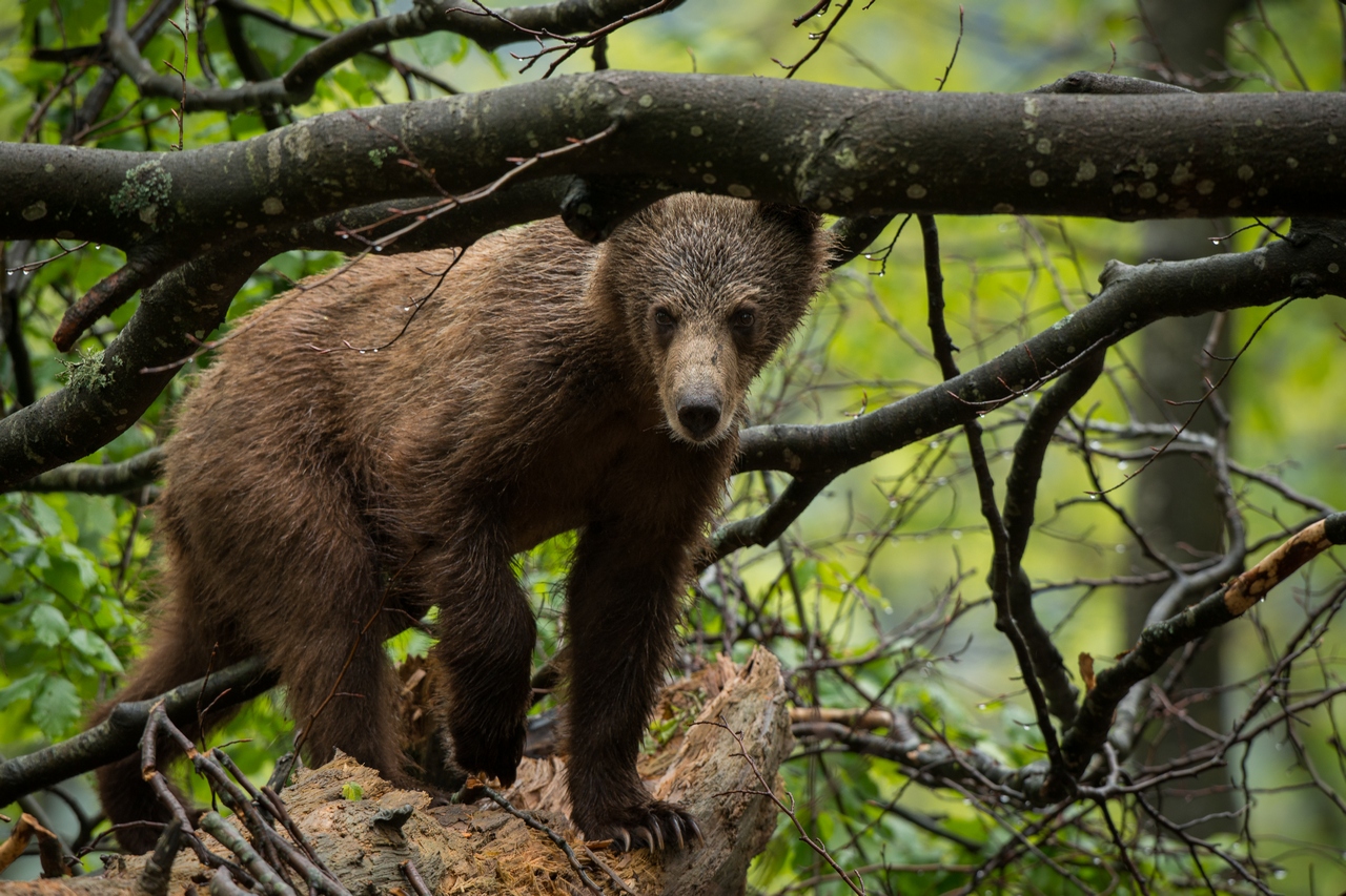 Young brown bear from Slovenian forests