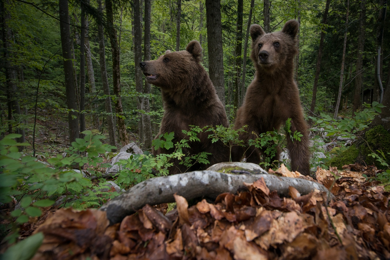 Wide angle brown bear