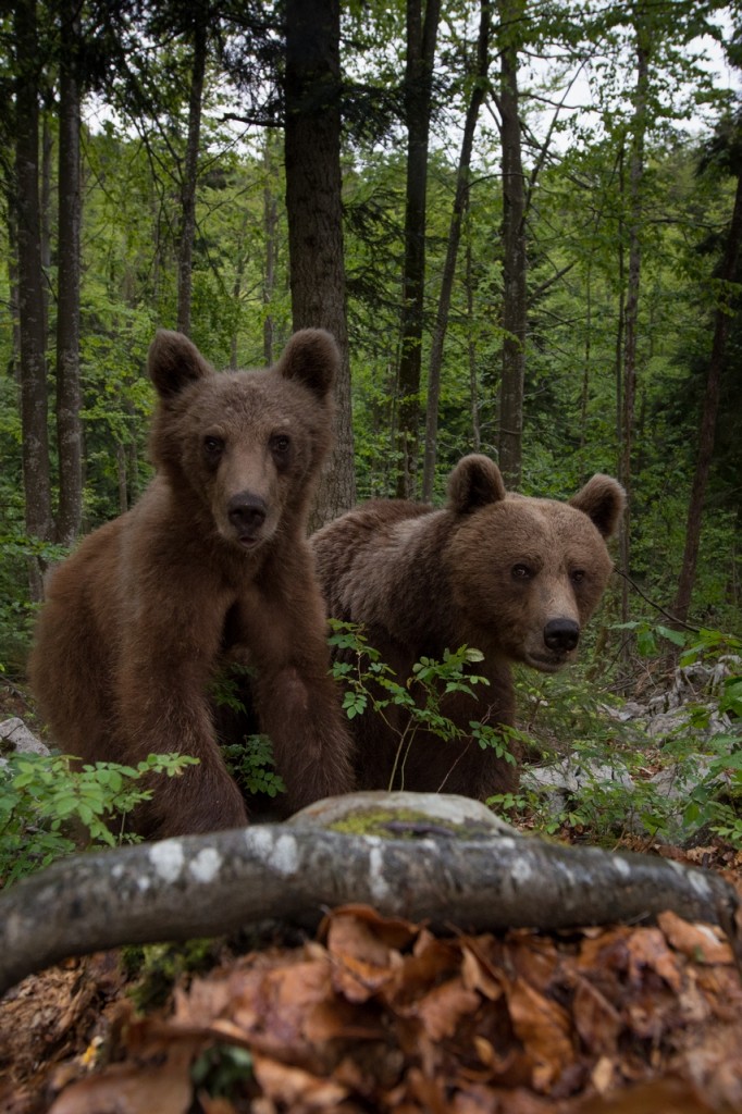 Wide angle brown bears from Slovenia