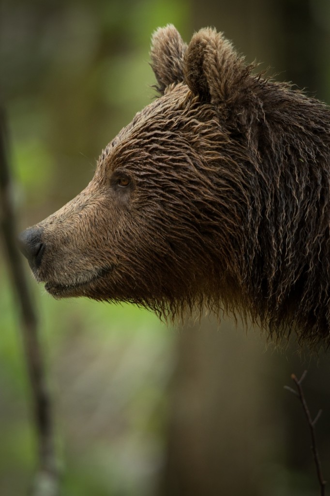Brown bear portrait