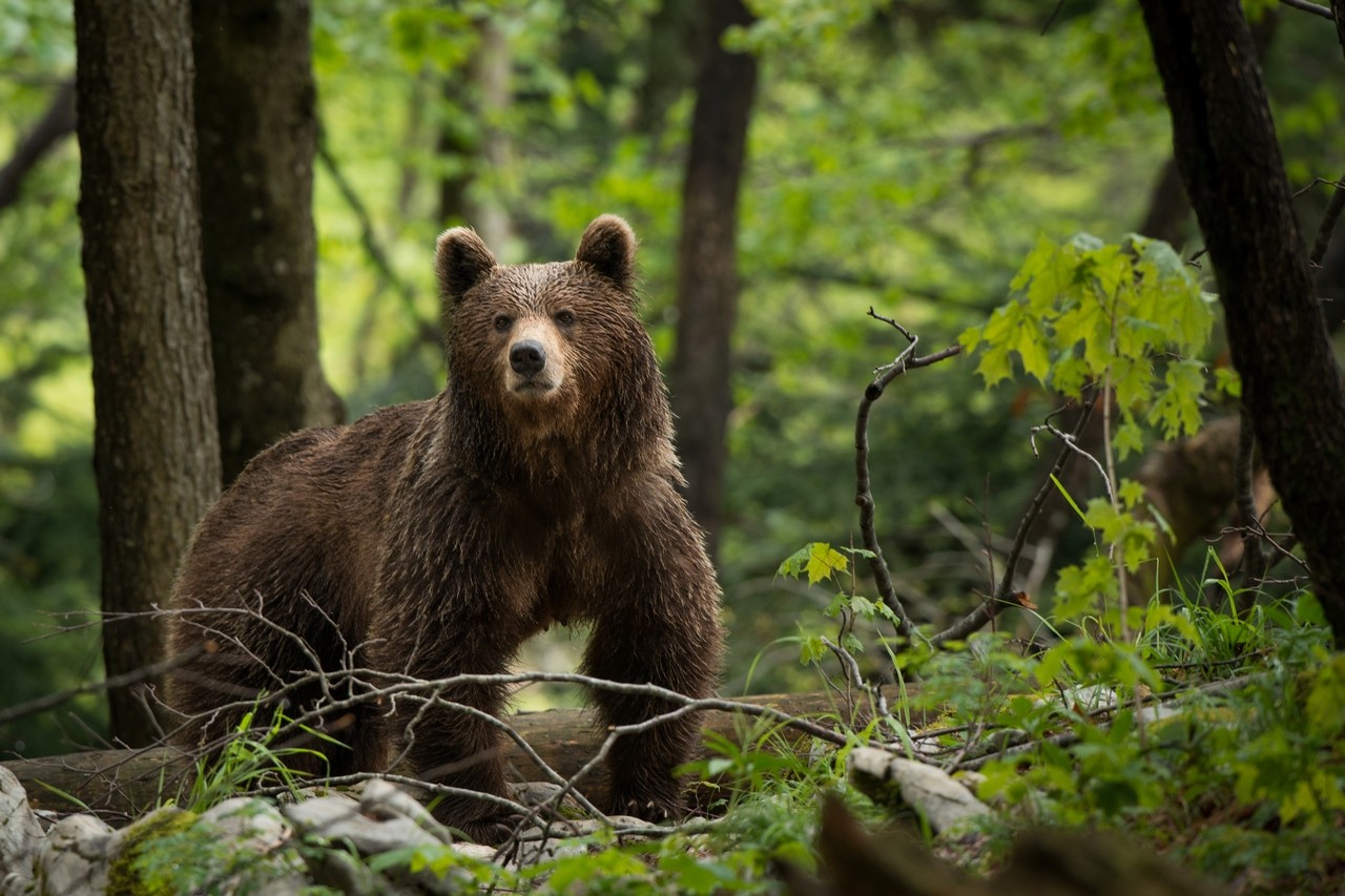 Central Europe bear - Slovenia