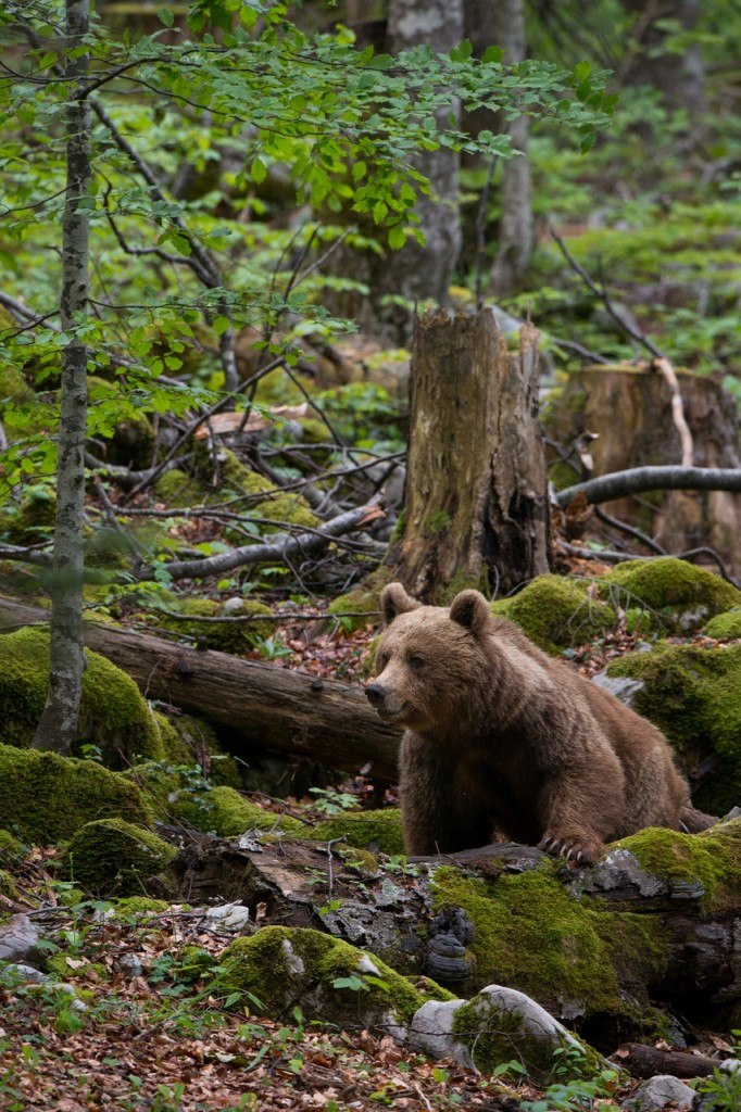 Brown bear in Slovenia